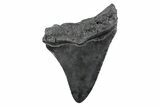 Serrated, Fossil Megalodon Tooth - South Carolina #362197-1